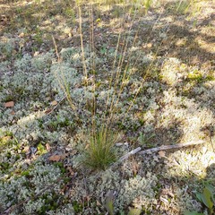 Festuca rubra
