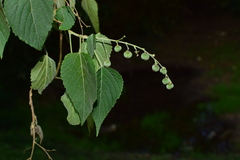 Discocleidion rufescens