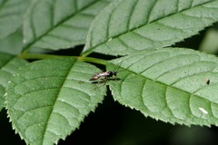 Diplazon laetatorius