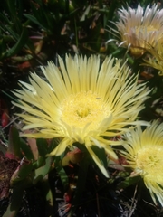 Carpobrotus edulis