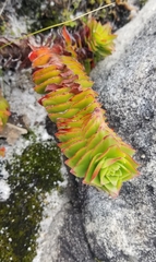 Crassula coccinea