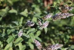 Mentha longifolia