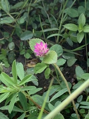 Gomphrena