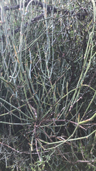Ephedra