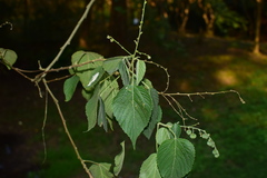 Discocleidion rufescens