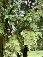 Thuja occidentalis