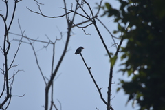 Eurystomus orientalis orientalis