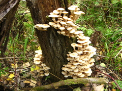 Armillaria mellea