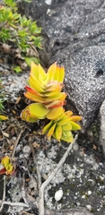 Crassula coccinea