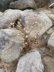 Cirsium mohavense