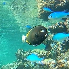 Acanthurus nigricans