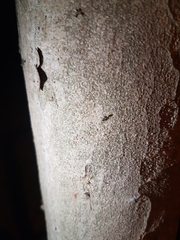 Arthropoda
