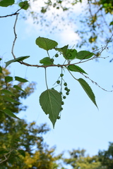 Discocleidion rufescens