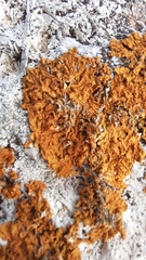 Xanthorioideae