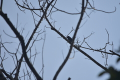 Eurystomus orientalis orientalis