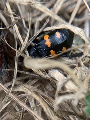 Nicrophorus defodiens