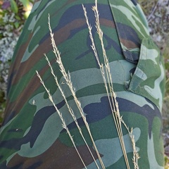 Festuca rubra
