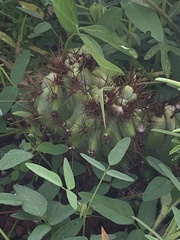 Cactoideae
