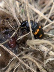 Nicrophorus defodiens