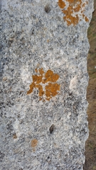 Xanthorioideae