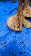 Lentinellus cochleatus