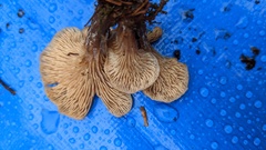 Lentinellus cochleatus
