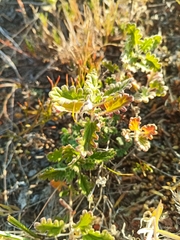 Dracocephalum pinnatum