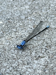 Argia apicalis