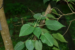 Discocleidion rufescens