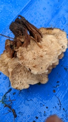 Lentinellus cochleatus