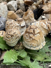 Coprinopsis variegata