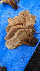 Lentinellus cochleatus