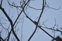 Eurystomus orientalis orientalis