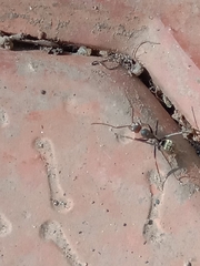 Camponotus rufoglaucus