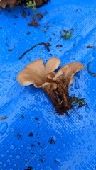 Lentinellus cochleatus