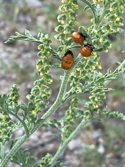 Hippodamia convergens