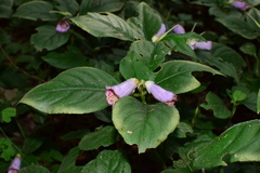 Hemiboea subacaulis