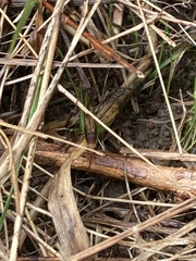 Eunemobius carolinus