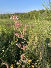 Oenothera gaura