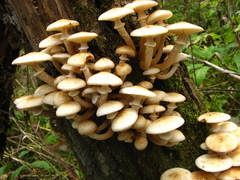Armillaria mellea
