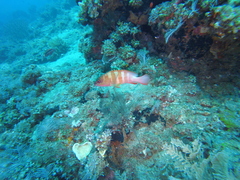 Epinephelus fasciatus