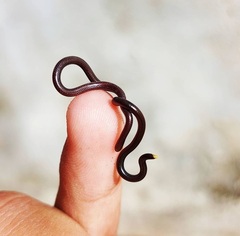Epictia borapeliotes