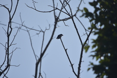 Eurystomus orientalis orientalis