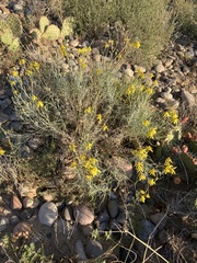 Senecio flaccidus