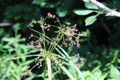 Scirpus microcarpus
