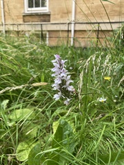 Dactylorhiza
