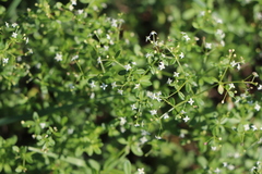 Galium palustre