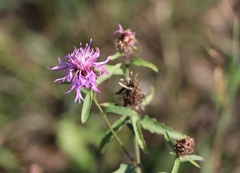Centaurea jacea