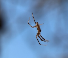 Araneus diadematus