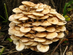 Armillaria mellea